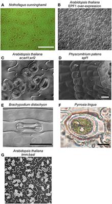 Editorial: Linking Stomatal Development and Physiology: From Stomatal Models to Non-model Species and Crops